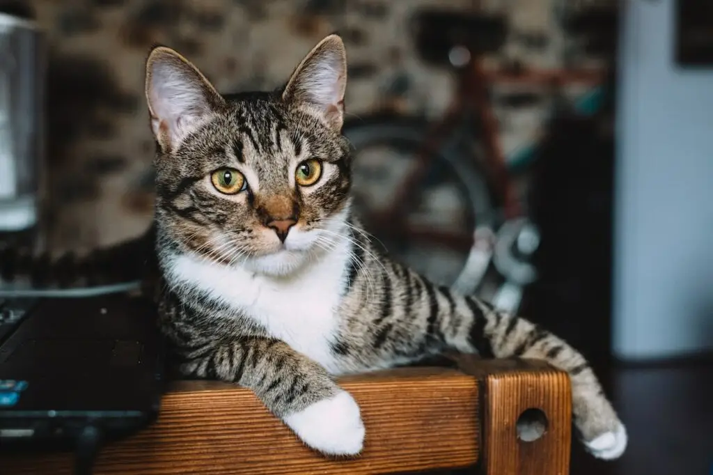 silver Tabby cat lying on a brown wooden bench
