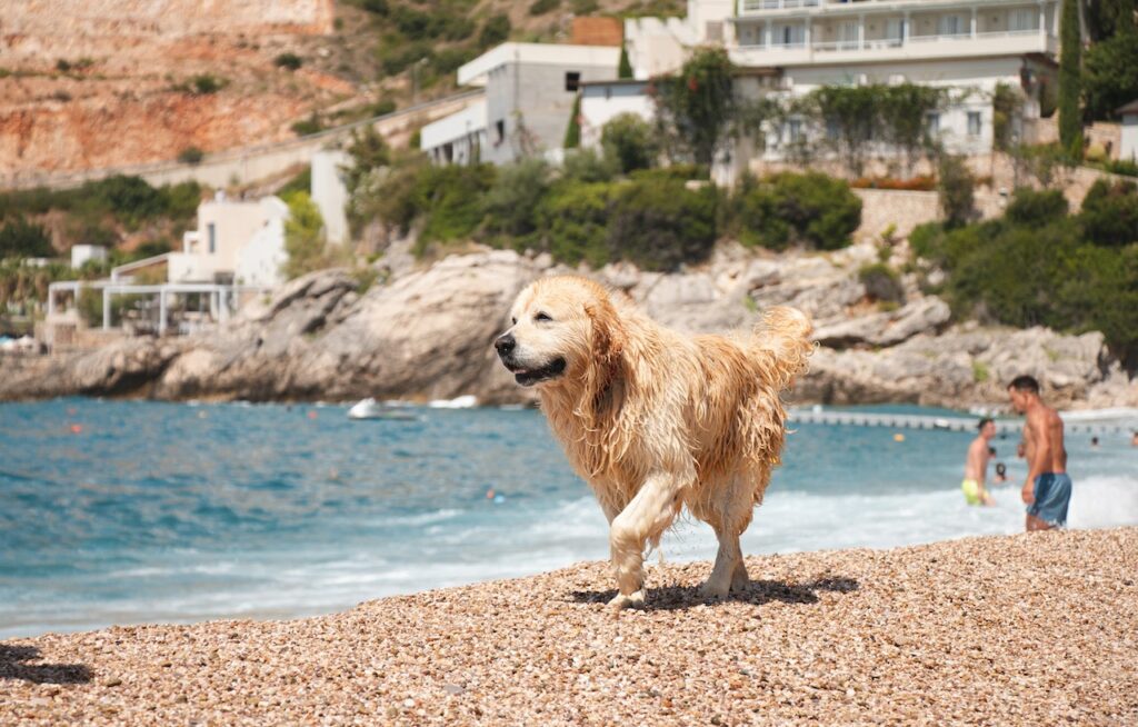 wet golden retriever walking on the beach