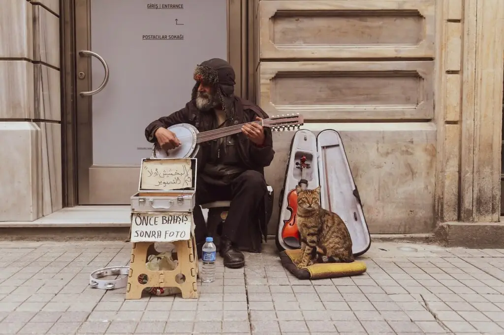 cat sitting beside a man on the street