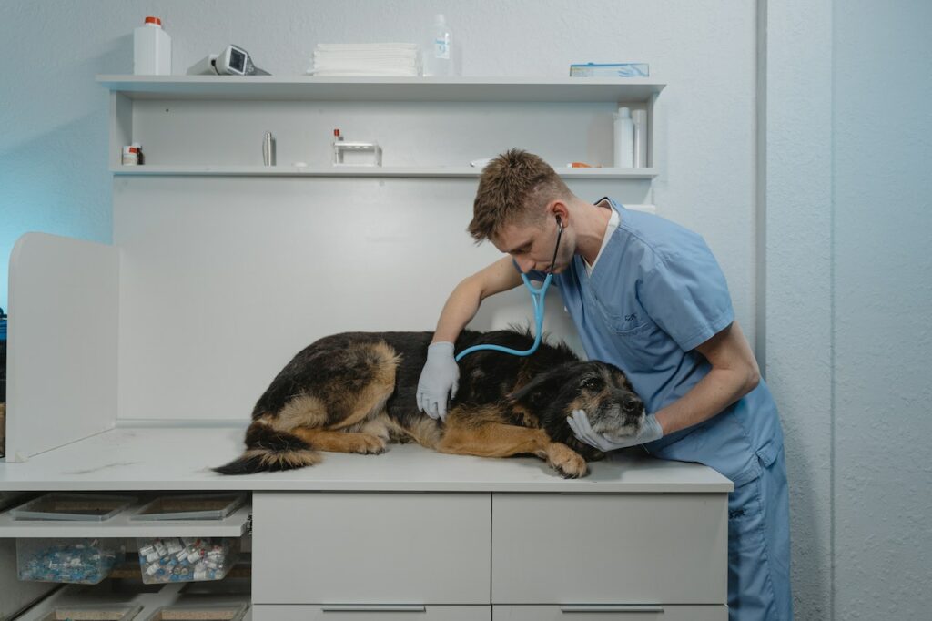 A Vet Checking a Sick dog