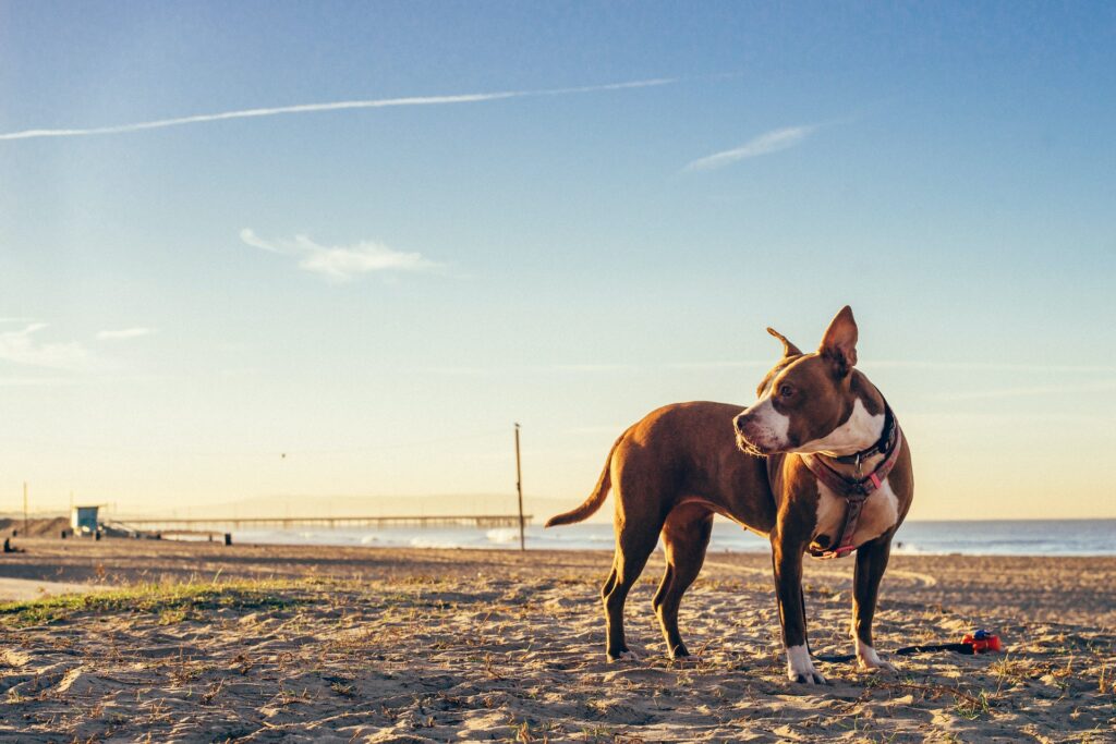 dog in Venice Beach, Los Angeles