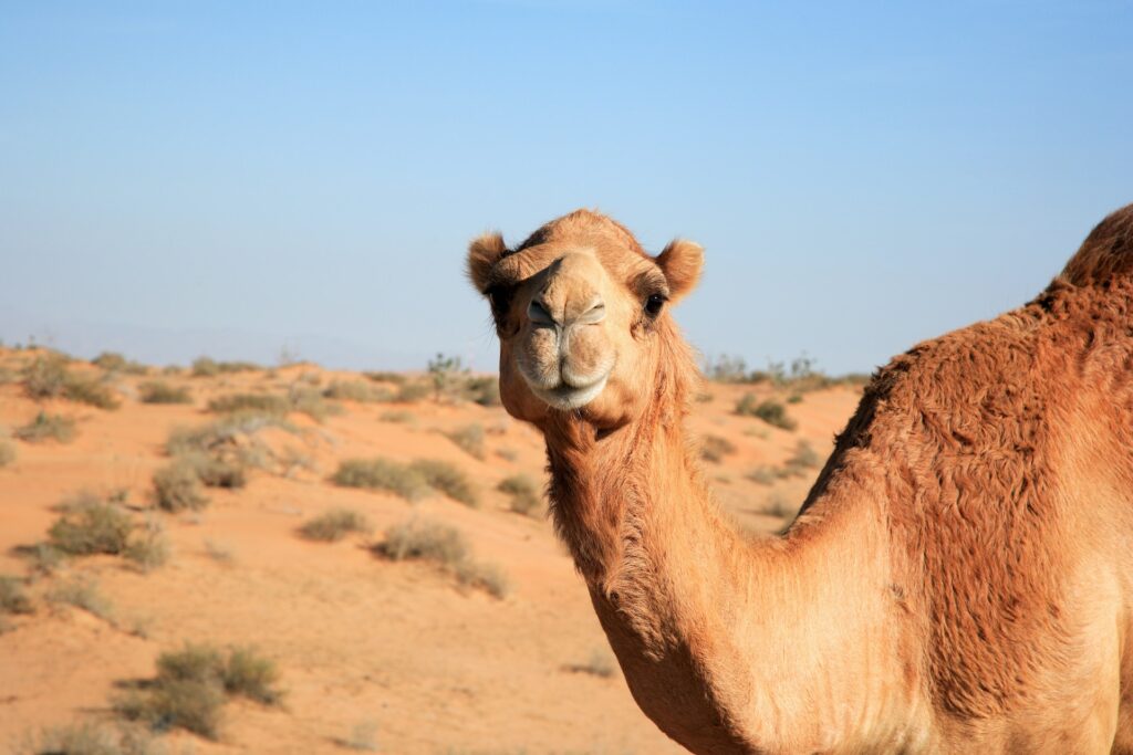 camel in the Safari Desert, Dubai