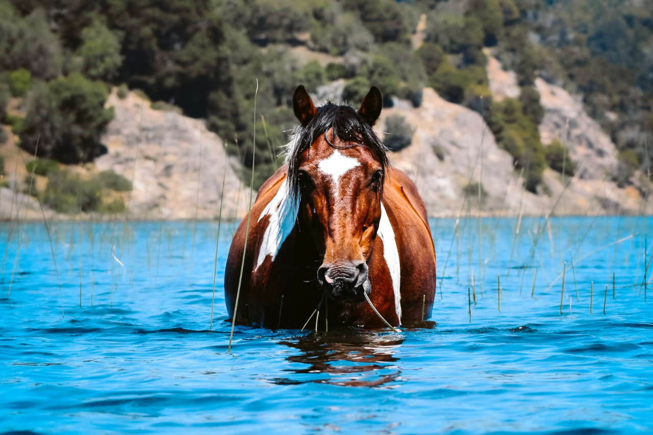 brown horse in water during daytime