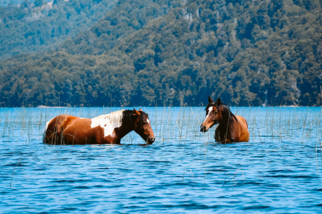 two brown horses in the water