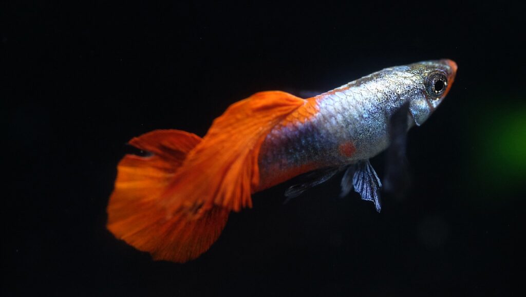 orange guppy fish