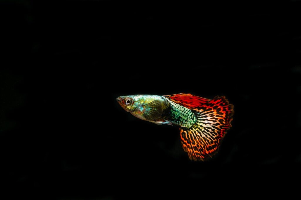 roundtail guppy fish