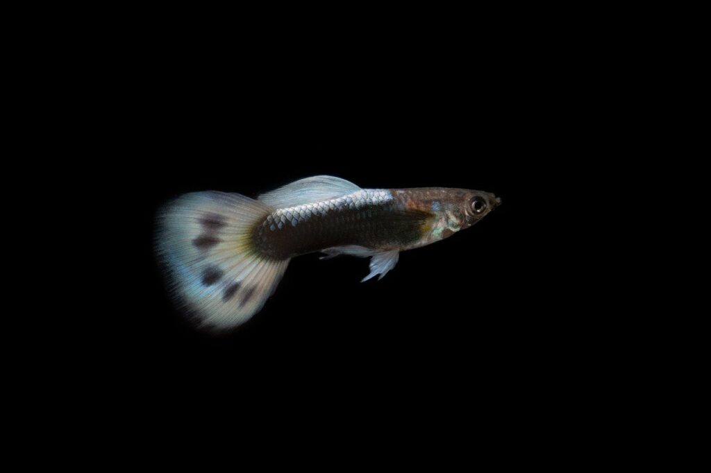 white guppy fish with dots on the tail