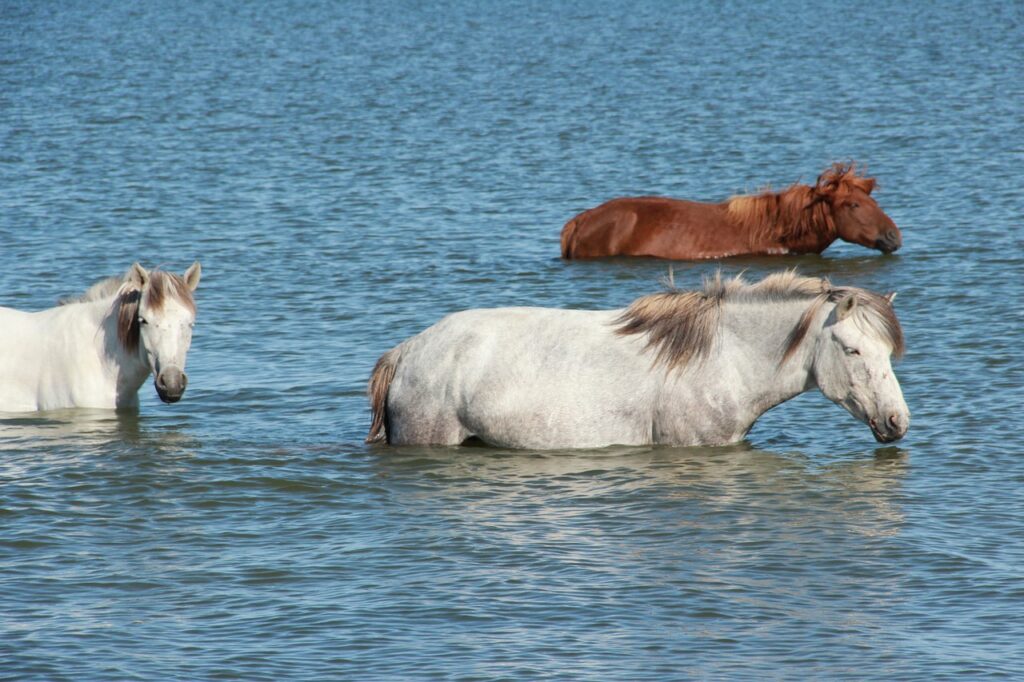 brown and white horses swimming in the lake