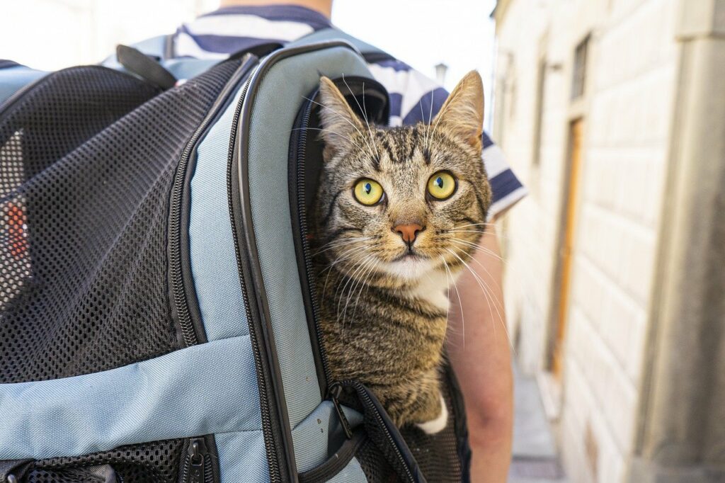 Tabby cat inside travelling bag after taking cat sedative for travel