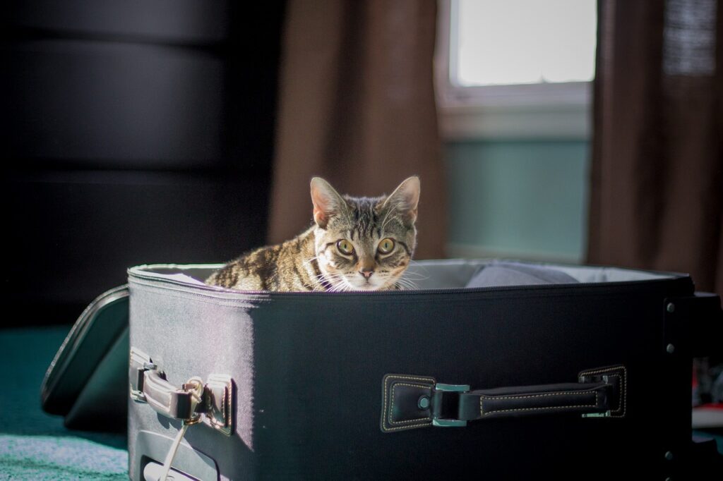 Tabby cat sitting inside a luggage bag