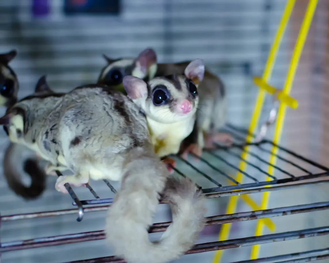 Gray sugar glider as pets