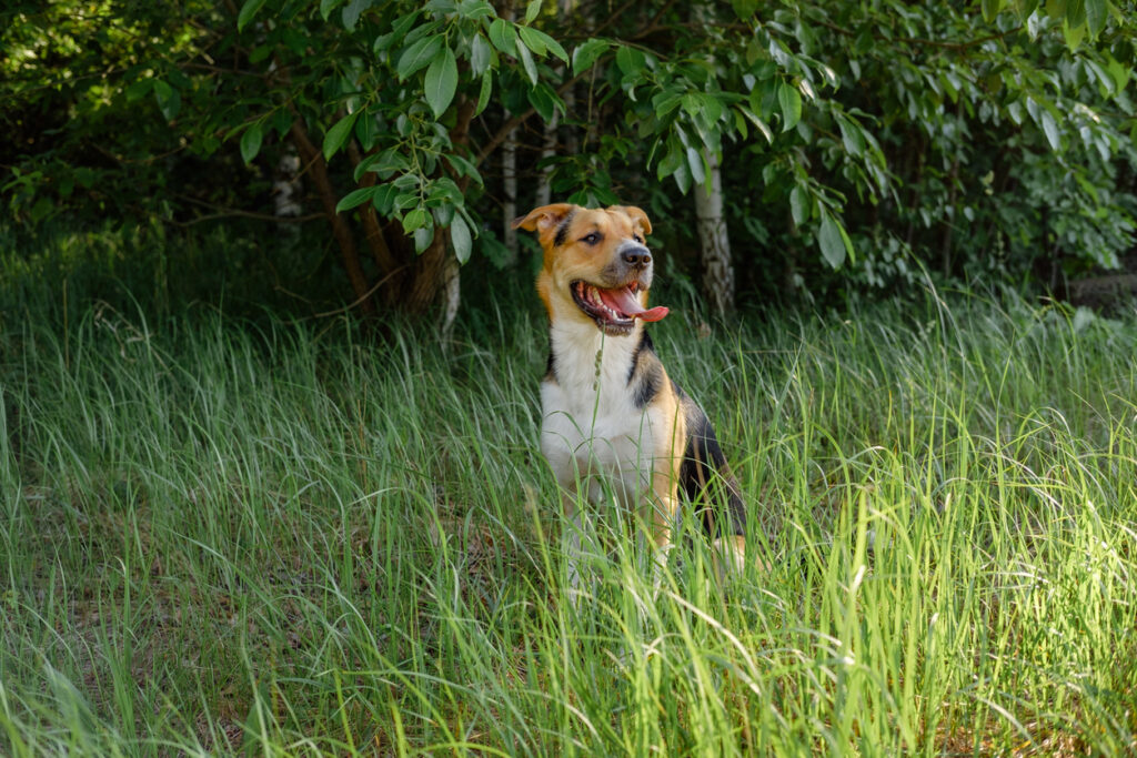 dog sitting in the grass with its tongue out
