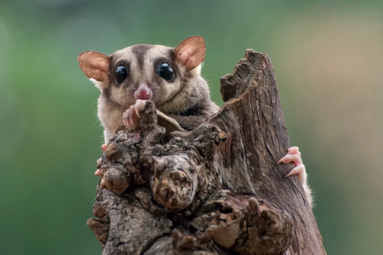 Can You Keep Sugar Gliders as Pets? - The Animalista