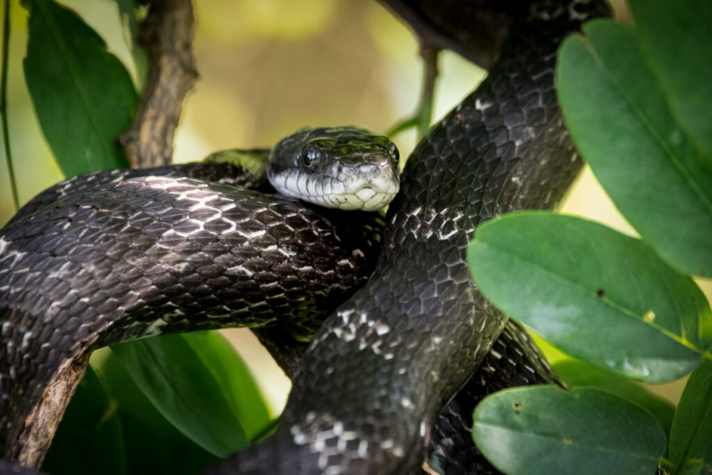 black rat snake at eye level