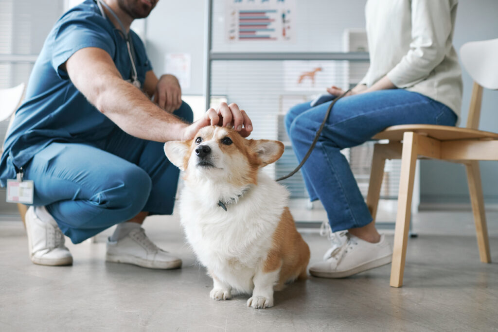 Cute fluffy corgi dog enjoying cuddle of vet doctor