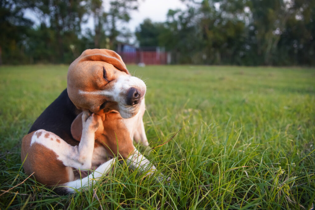 adorable beagle dog scratching body outdoor on the grass field 