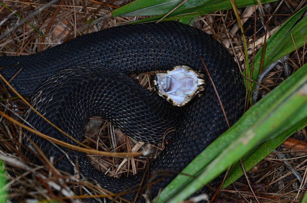 Coiled cottonmouth snake's open mouth threat