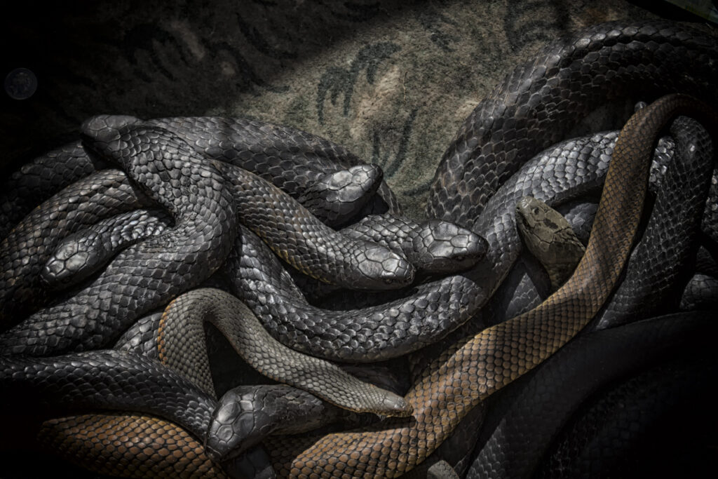 Black tiger snakes in a pit