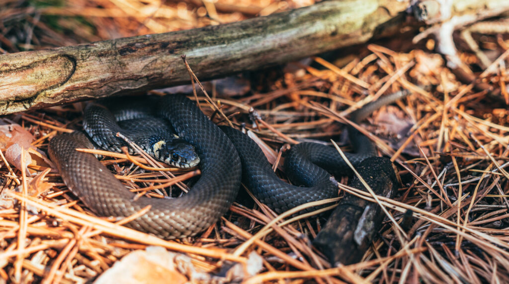 black forest viper is heated in the rays of a warm autumn sun in a coniferous forest