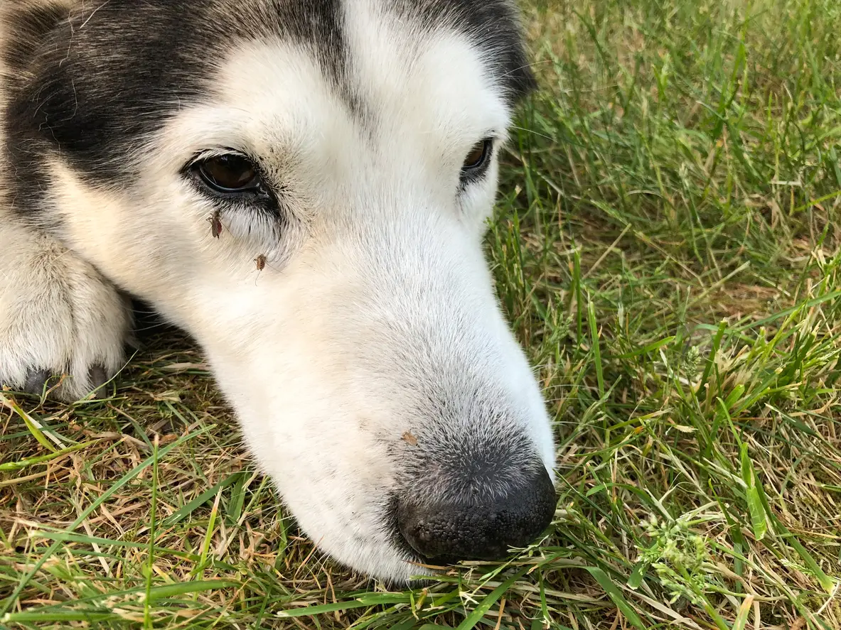 Mosquito bite on dog eye and nose while dog laying down on grass fields.