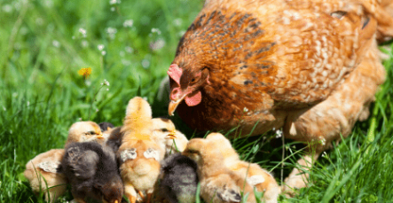 Farm Category_Chickens