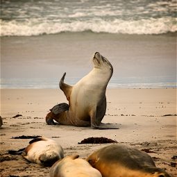 sea lions resting on the beach in the sunset