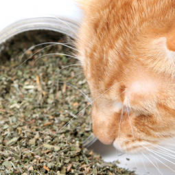 The Animalista can kittens have catnip