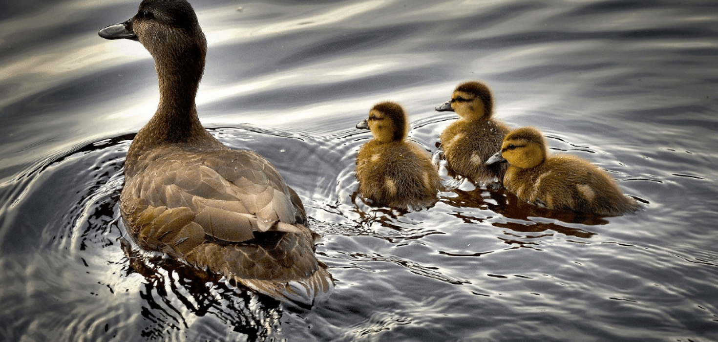 How Long Do Ducks Live Lifespans By Species The Animalista