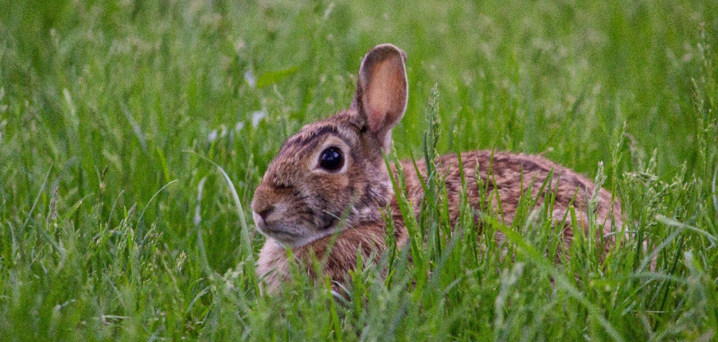 What do Wild Bunnies Eat? And Five Other Wild Animal Diets - The Animalista