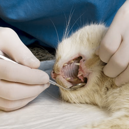 The Animalista Abscesses in cats treatment