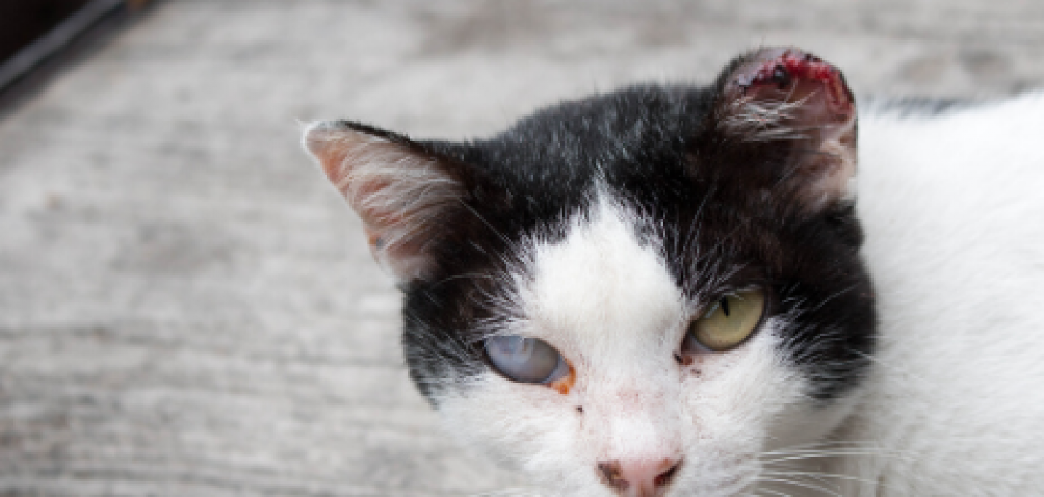 Cat Eye Infections Treatment You Can Do At Home - The Animalista