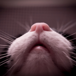 The Animalista cat nasal condition home treatment