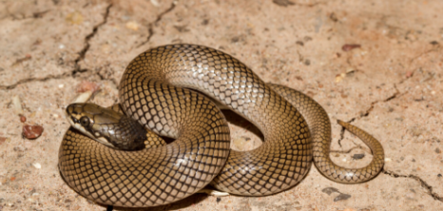 do-snakes-have-spines-and-other-snake-facts-the-animalista