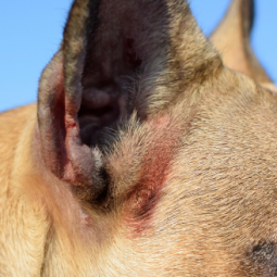 The Animalista dog displaying mange on ear