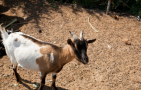 The Animalista goat posing on a farm