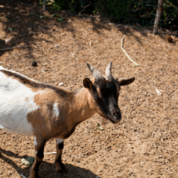 The Animalista goat posing on a farm