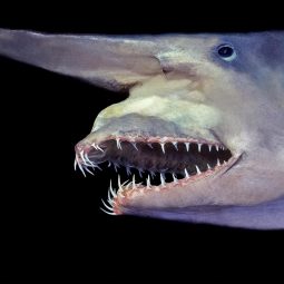 The Animalista goblin shark close up
