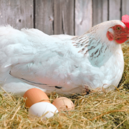 The Animalista hen with her eggs