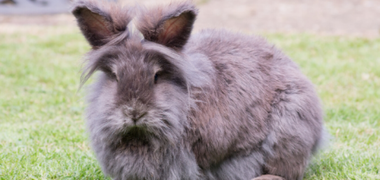 How Long Do Lionhead Rabbits Live The Animalista