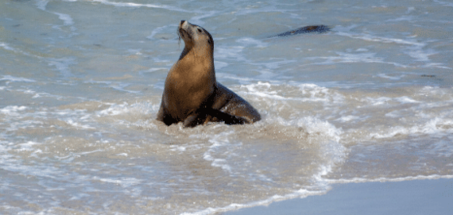 The Animalista Sea Lion Striking a Pose