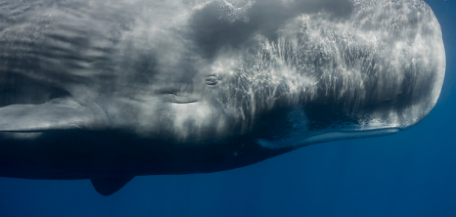 Why Is A Sperm Whale Called A Sperm Whale? - The Animalista