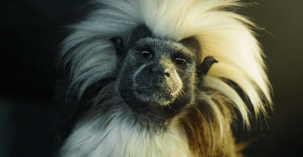 The-Animalista-wildlife-category-monkey