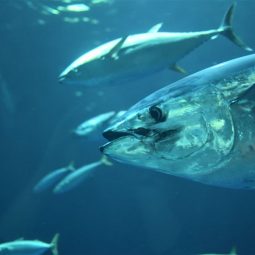 bluefin tuna in the ocean