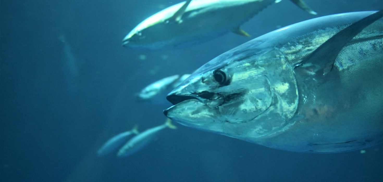 bluefin tuna in the ocean